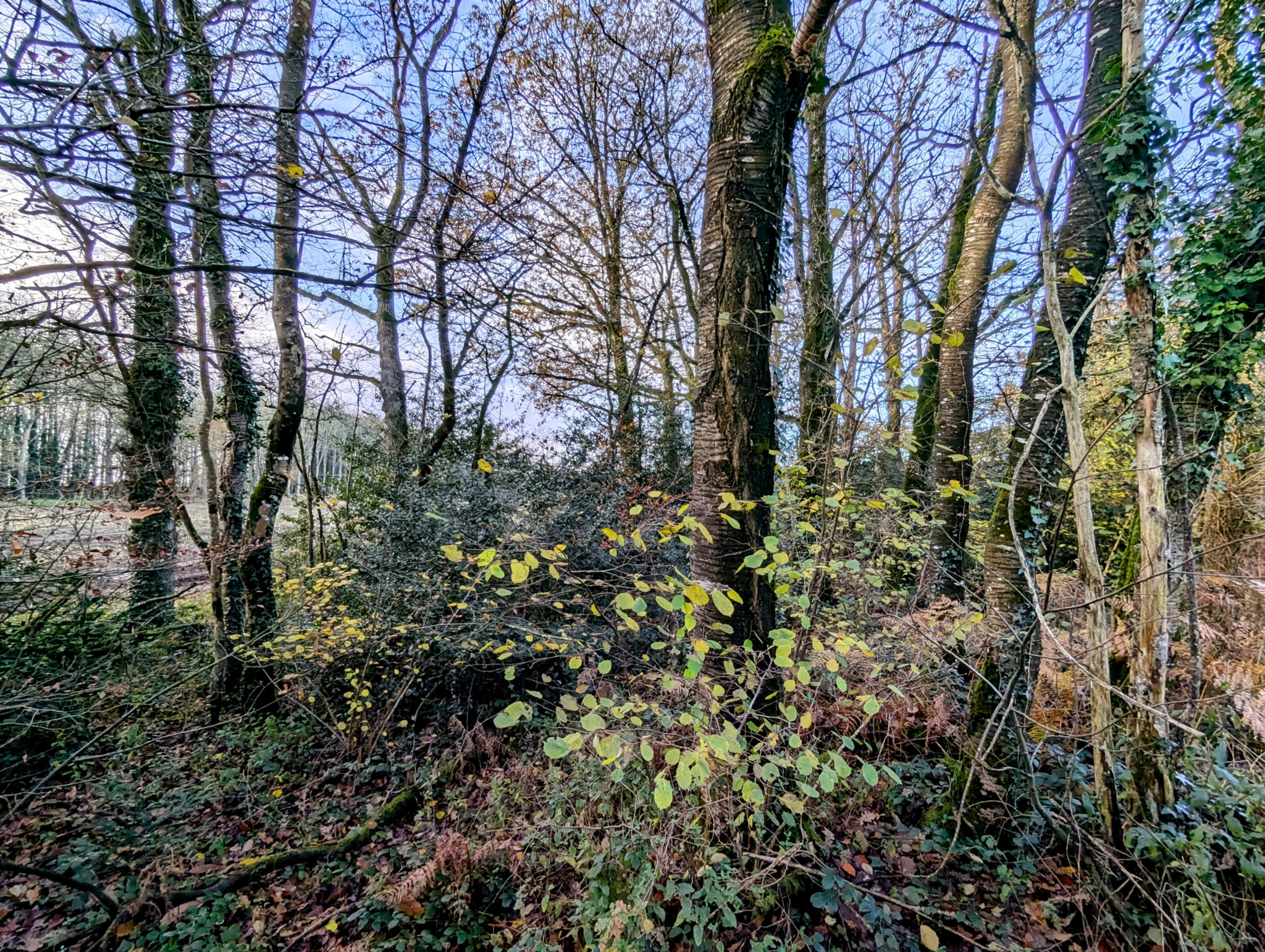 TERRAIN BOISÉ    CAMPAGNE DE MONTENEUF (56380) AVEC CHT IMMOBILIER